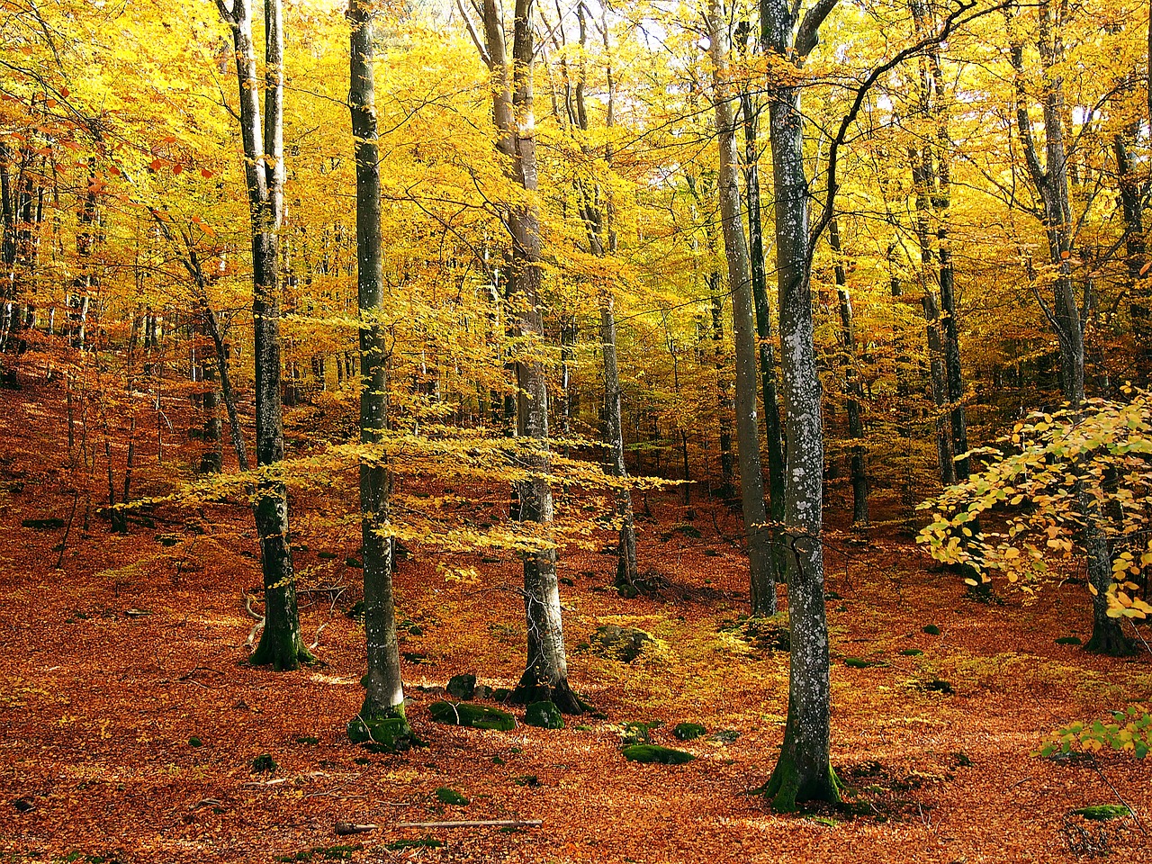 beech forest autumn autumn colors free photo