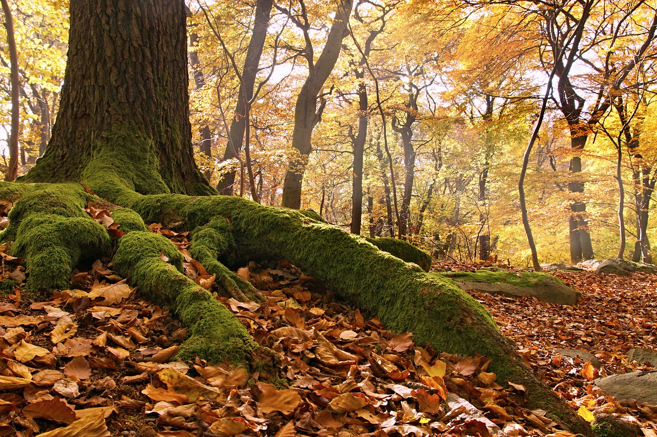 beech forest roots autumn free photo