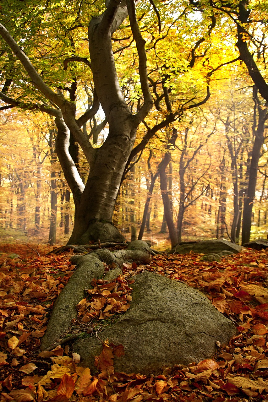 beech forest roots forest free photo