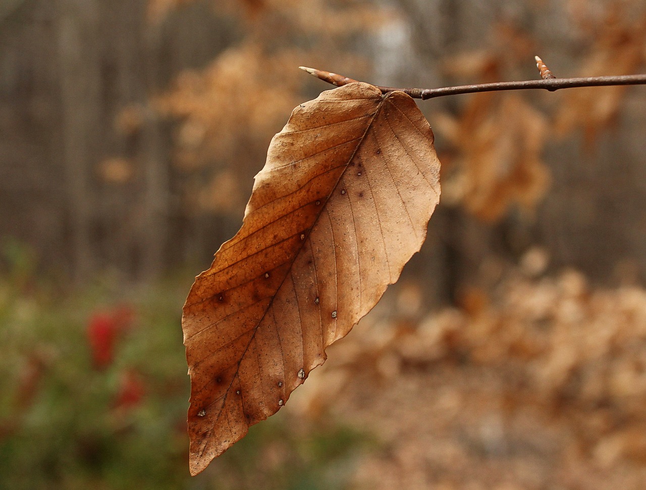 beech leaf winter leaf dried leaves free photo