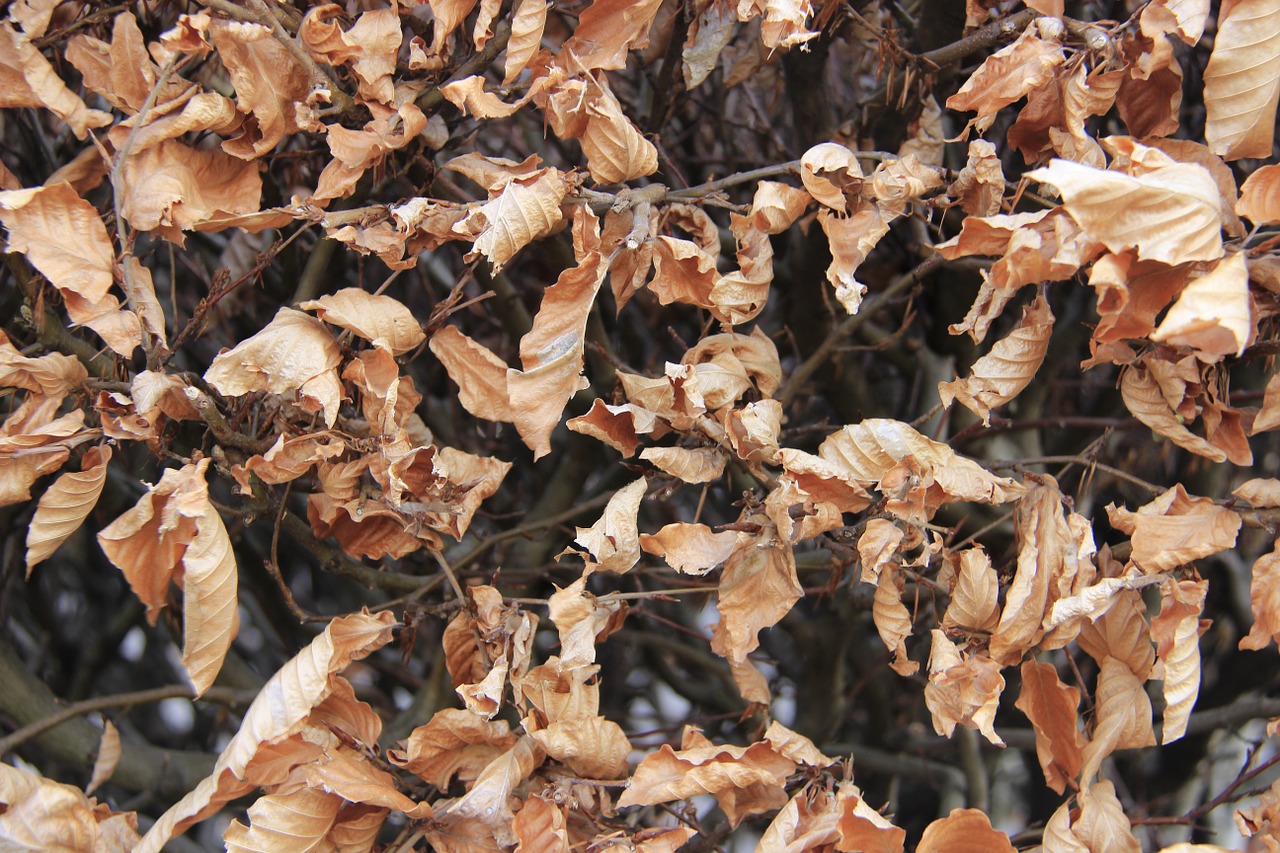 beech leaves dead autumn free photo