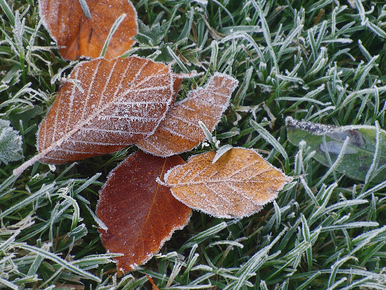 beech leaves winter frozen free photo