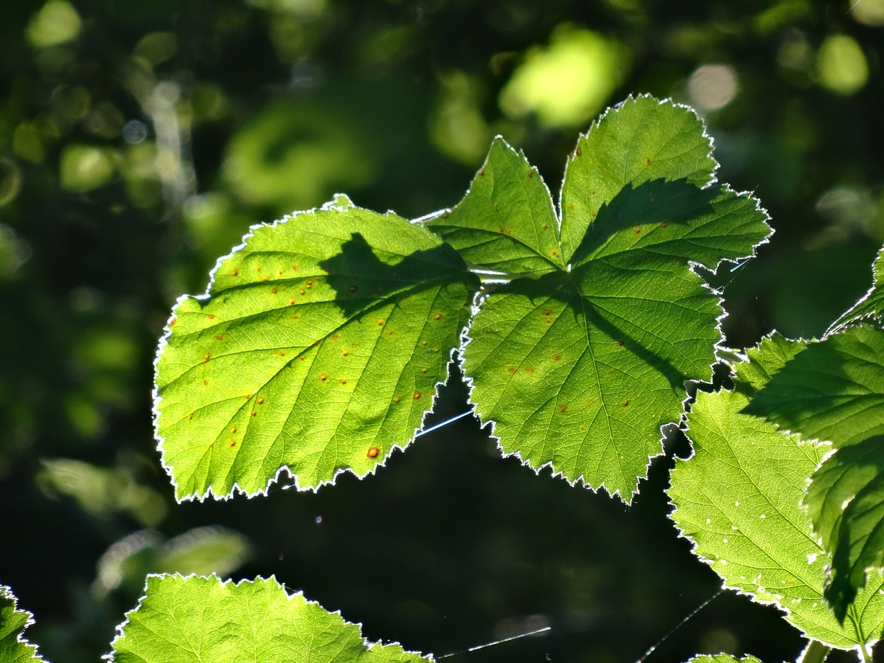 beech leaves against the light foliage free photo