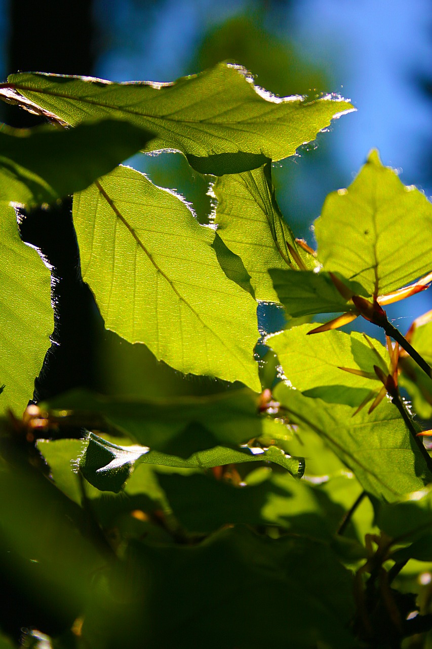 beech leaves may spring free photo