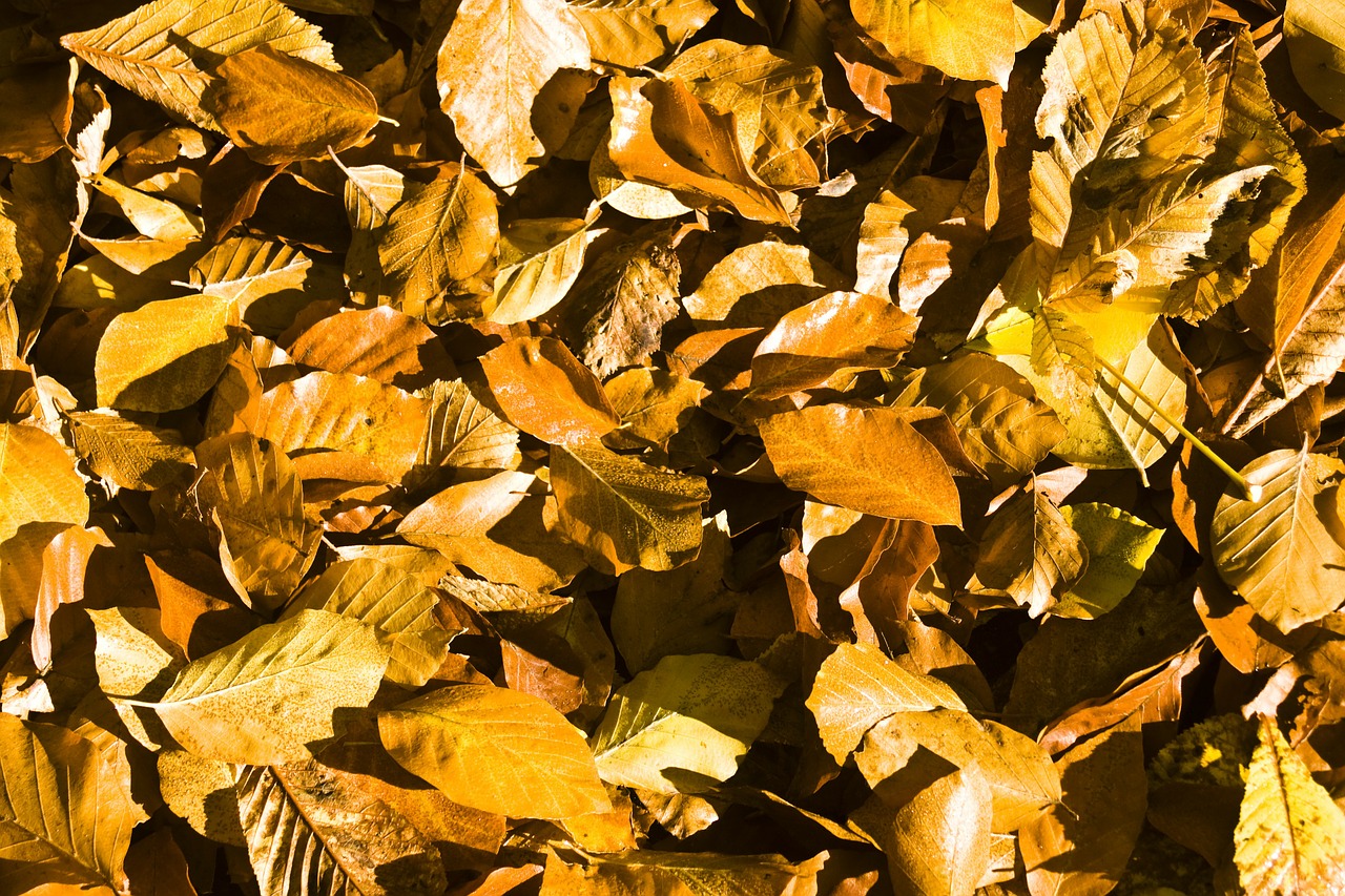 beech leaves leaves autumn free photo