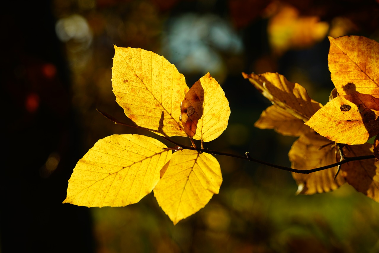 Edit free photo of Beech leaves,branch,beech,tree,autumn - needpix.com