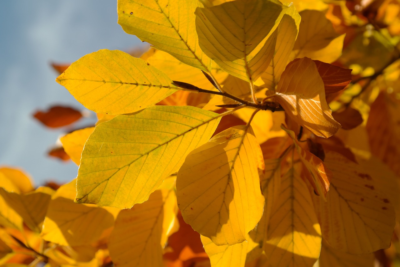 beech leaves fall color yellow free photo