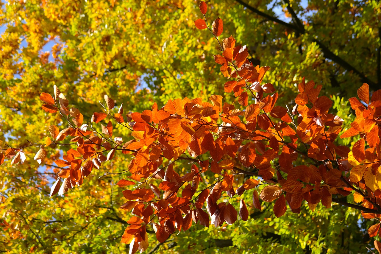 beech leaves fall color brown free photo