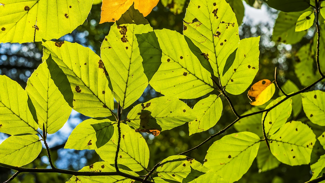 beech leaves leaf structures veins free photo