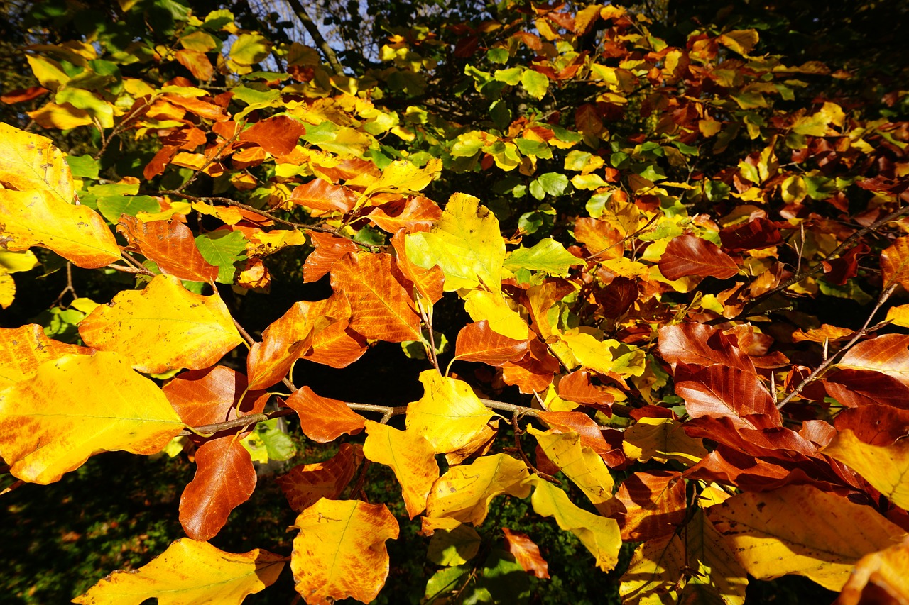 beech leaves fall color colorful free photo