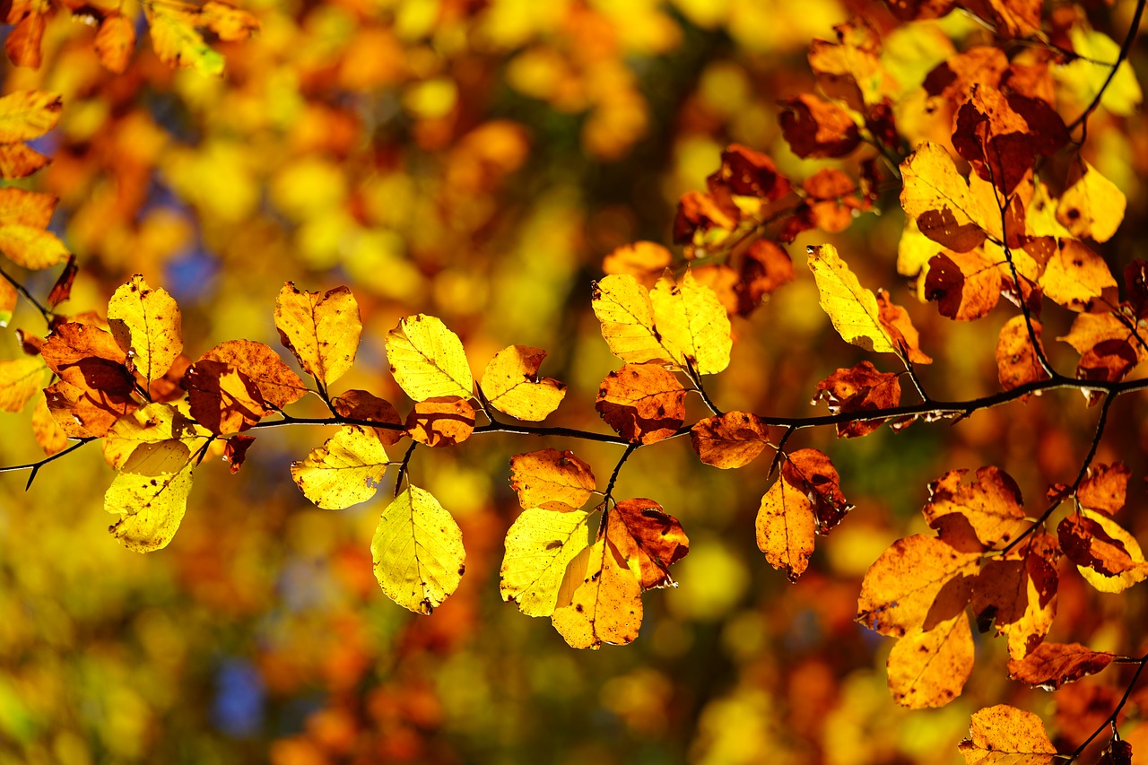 beech leaves  leaves  autumn free photo