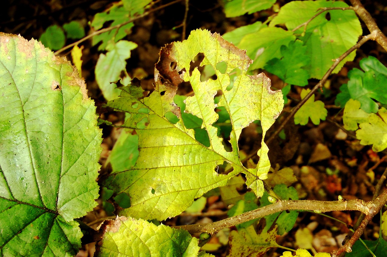 beech leaves beech eaten on free photo