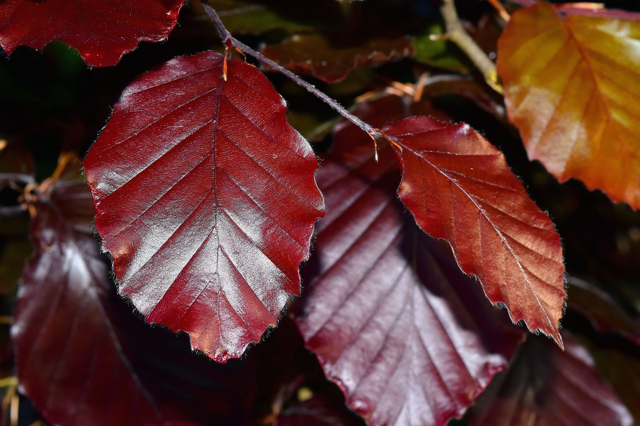 beech leaves beech tree free photo