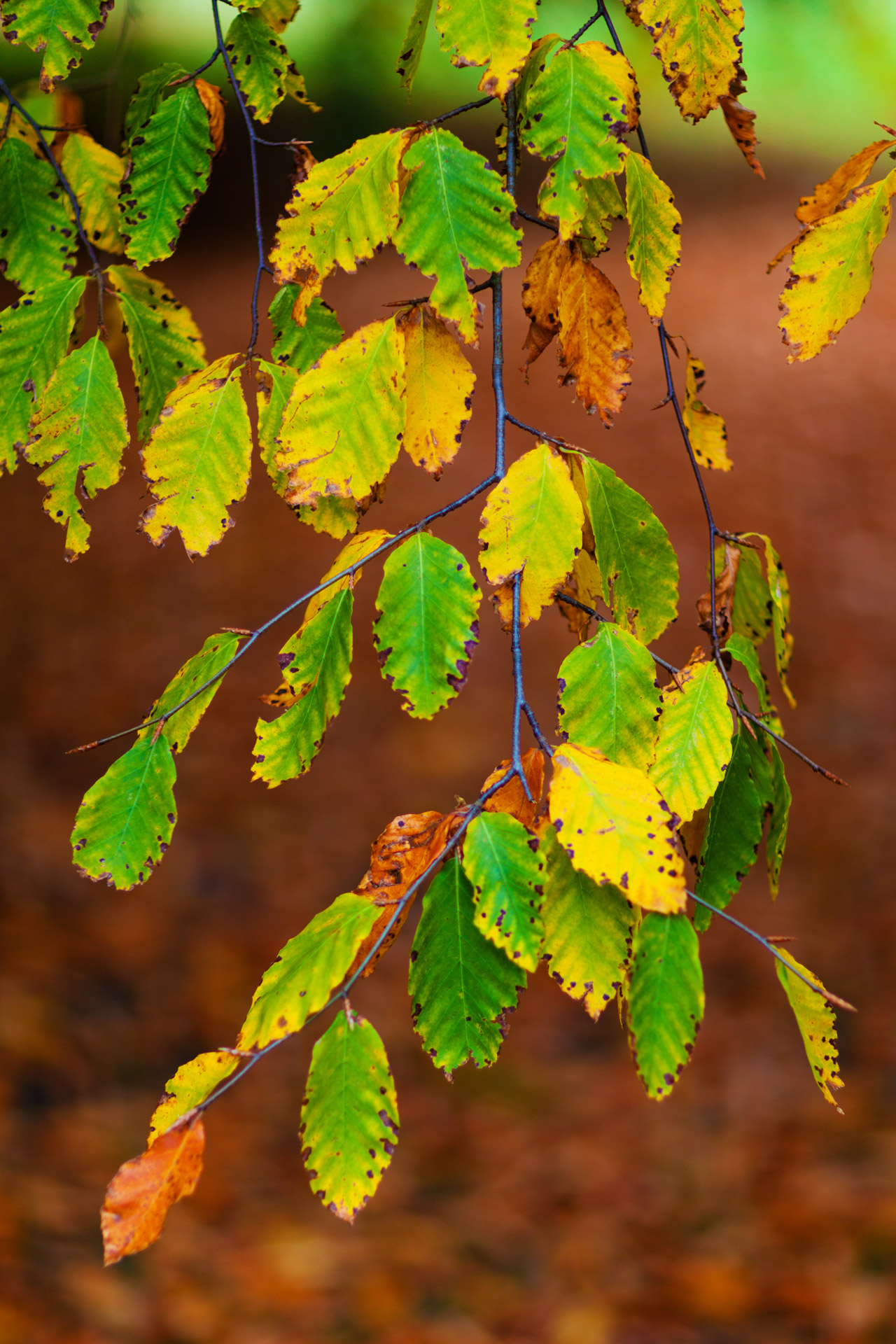 autumn beech leaves free photo