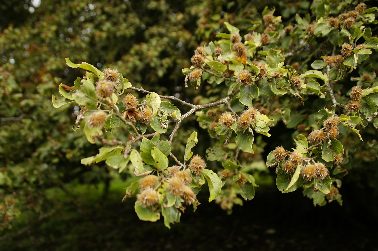 beech nuts beech branch free photo