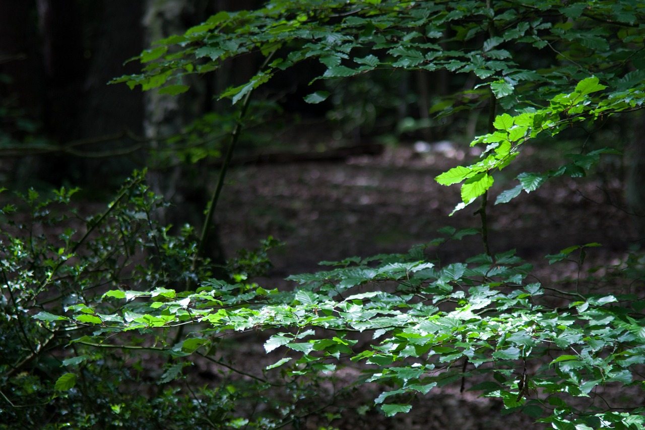 beech tree holly dapple free photo