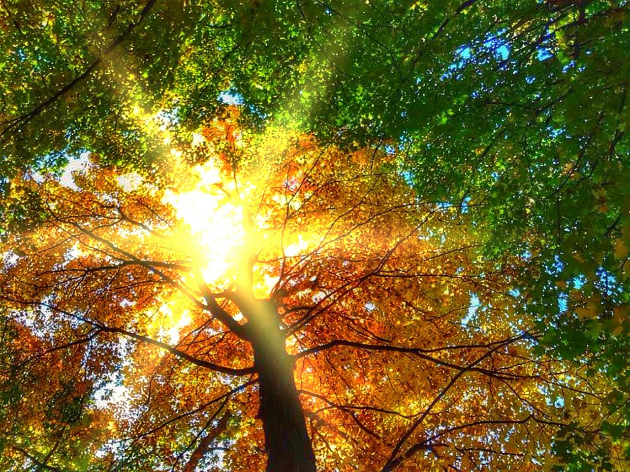 beech trees fall autumnal free photo