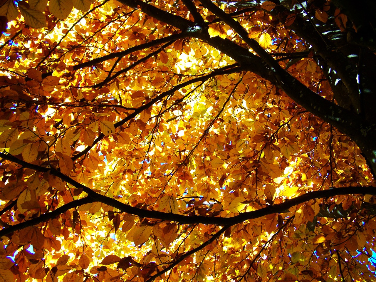 beech wood autumn yellowed foliage free photo