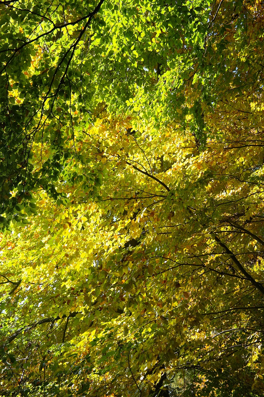 beech wood autumn autumn mood free photo
