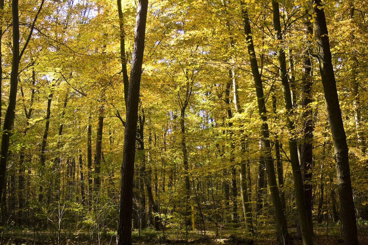 beech wood golden october free photo