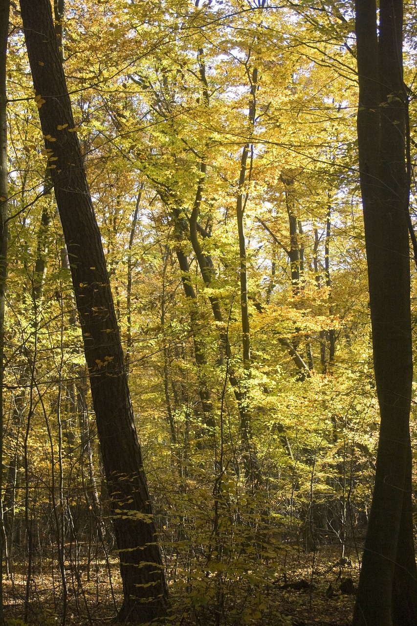 beech wood golden october free photo