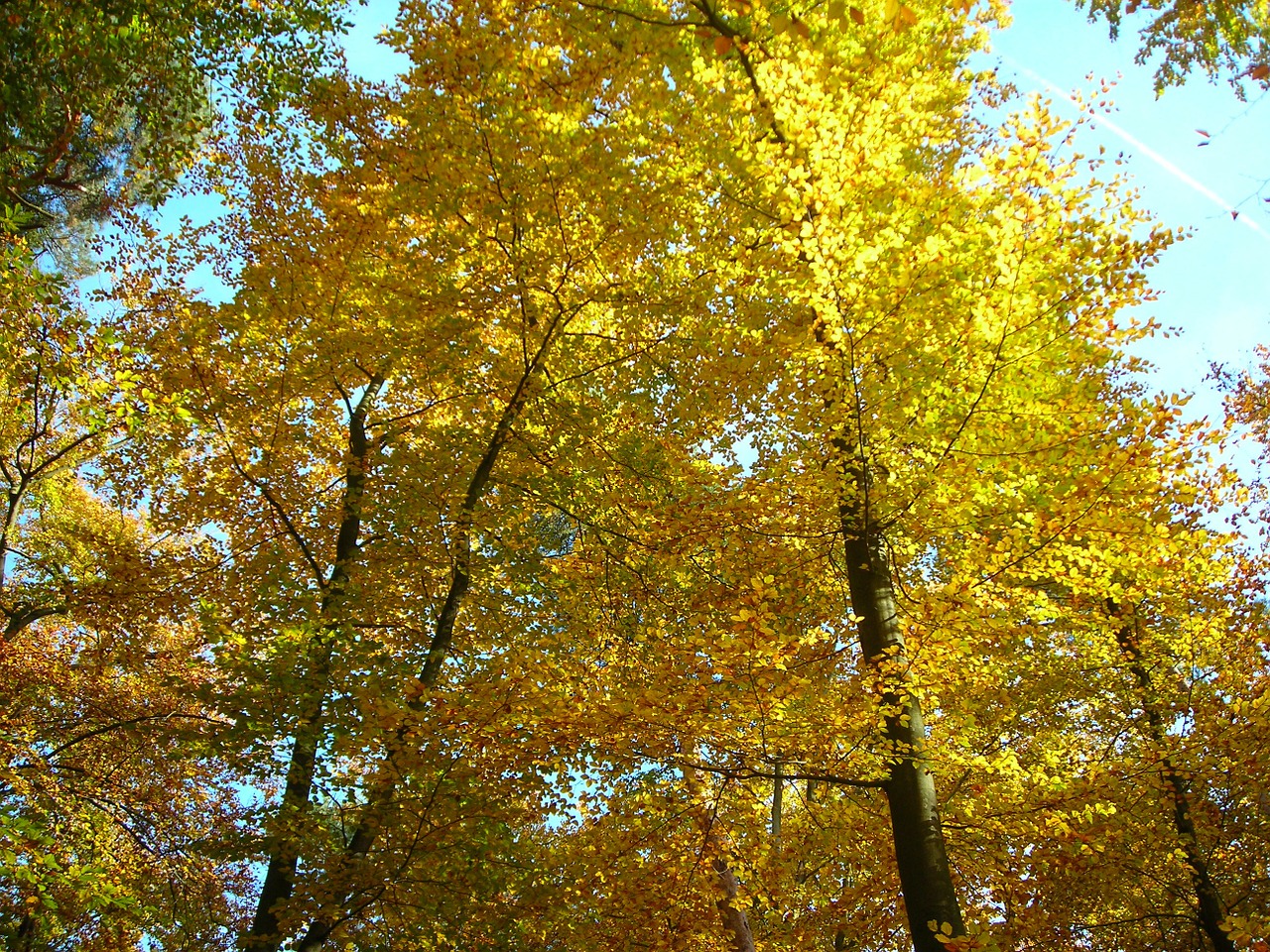 beech wood canopy golden free photo