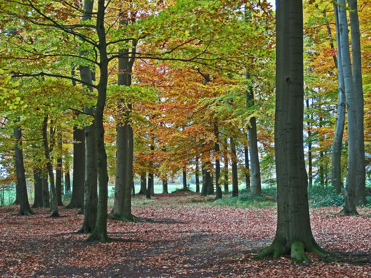 beech wood autumn fall color free photo