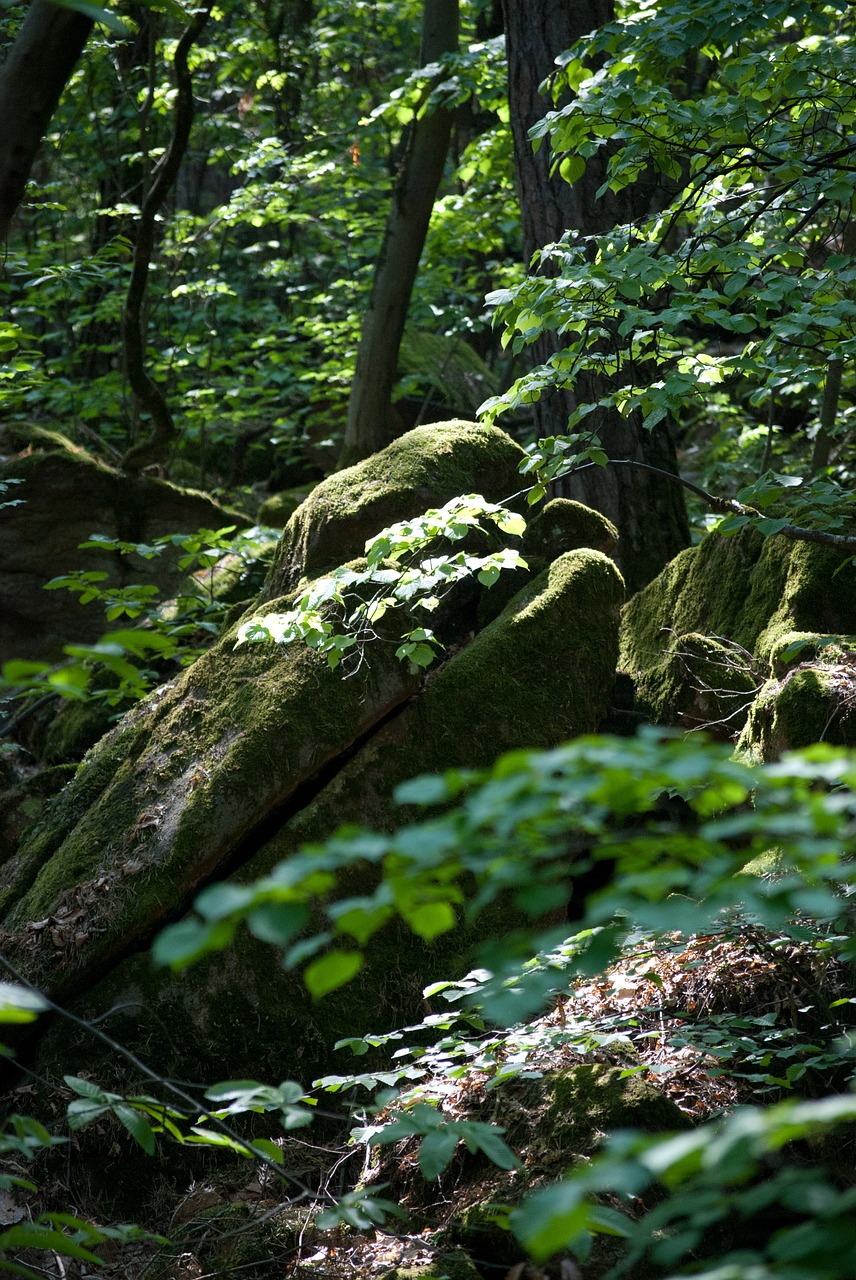 beech wood moss rock free photo