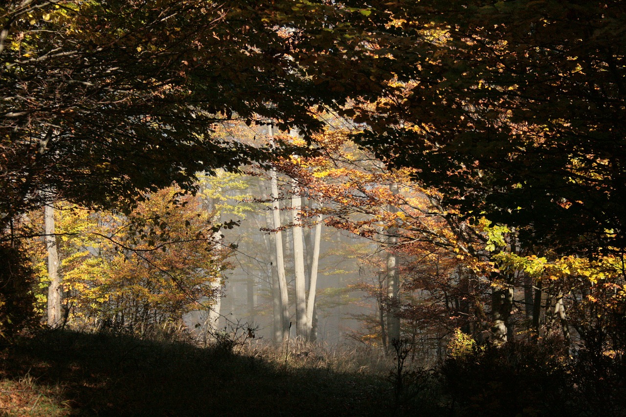 beech wood fog forest free photo