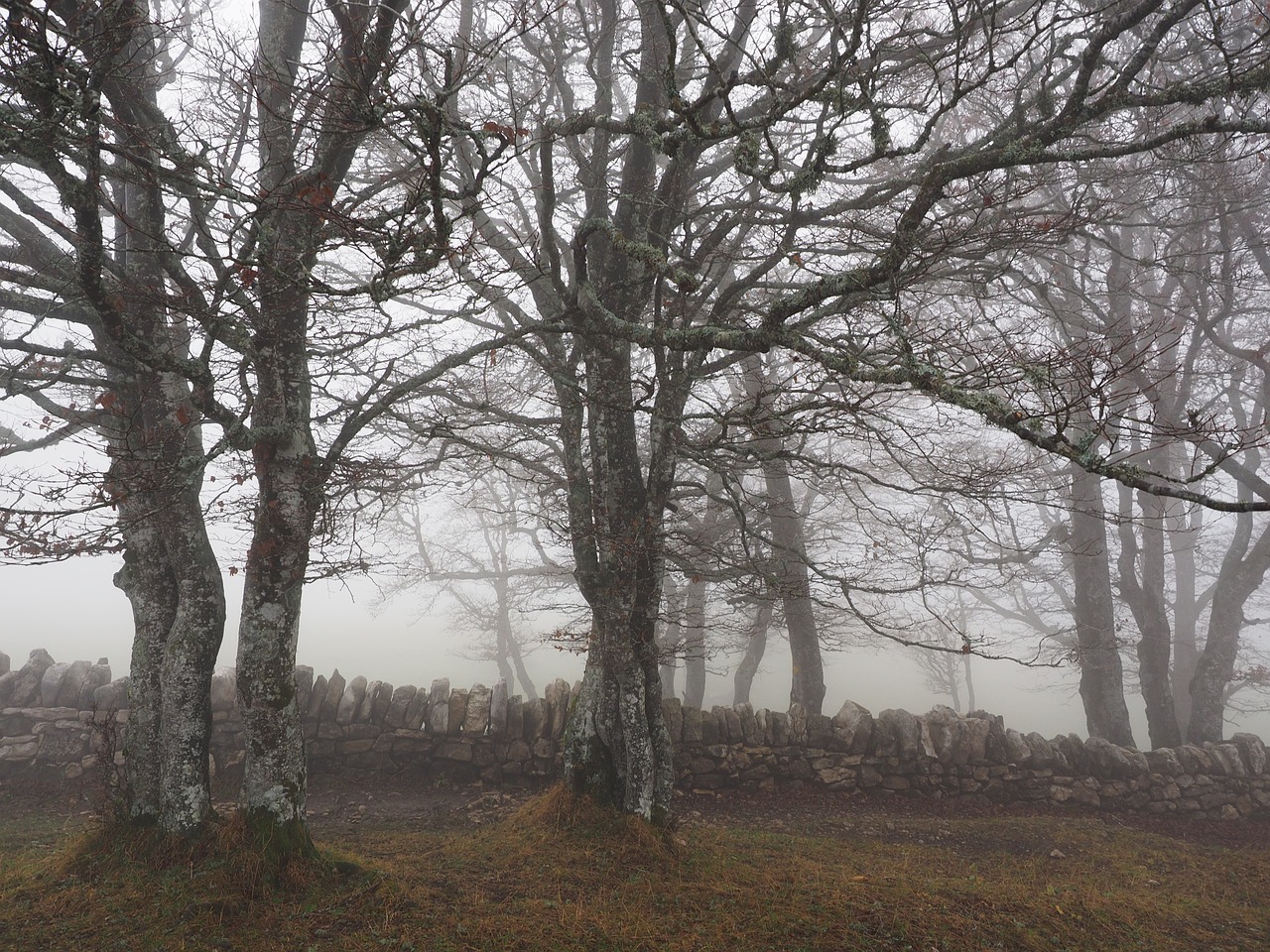 beech wood fog forest free photo