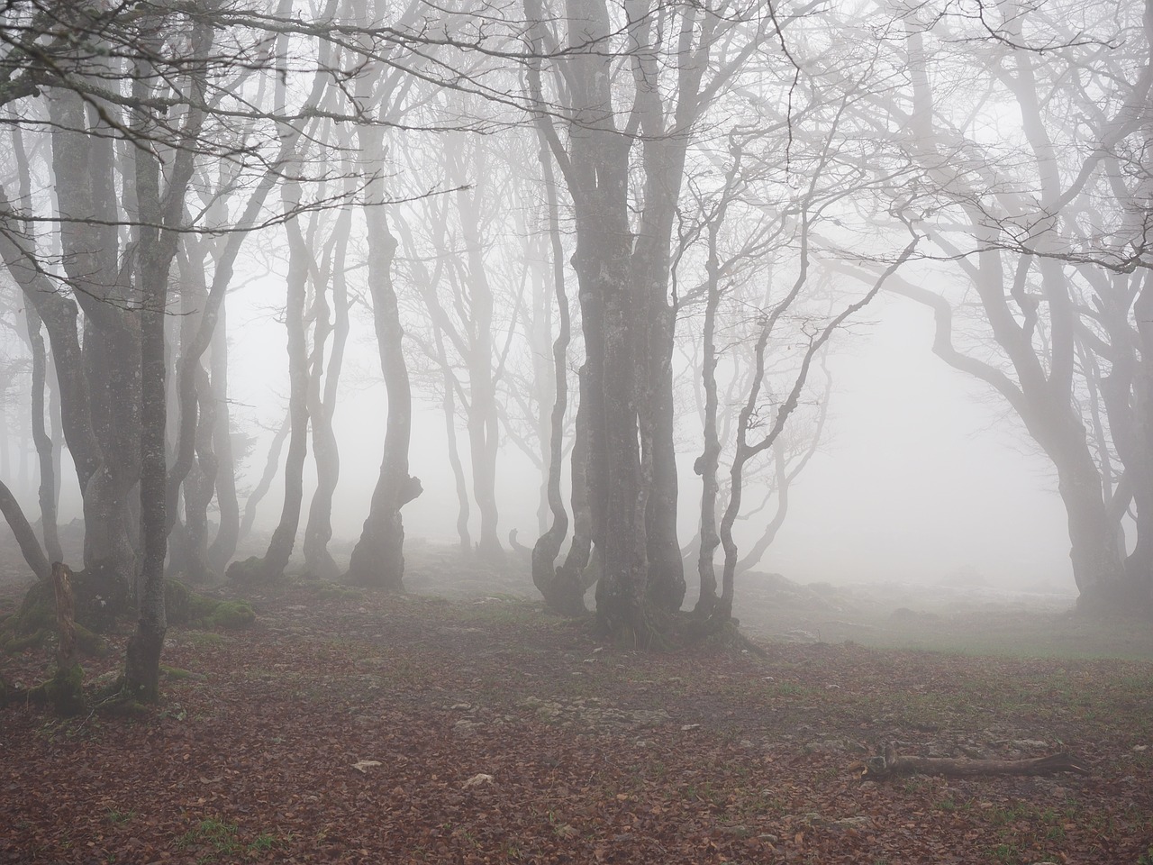 beech wood fog forest free photo