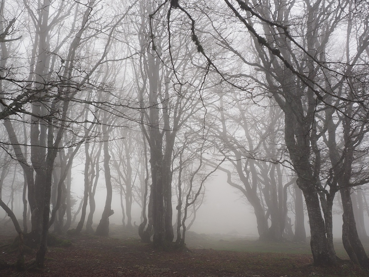 beech wood fog forest free photo