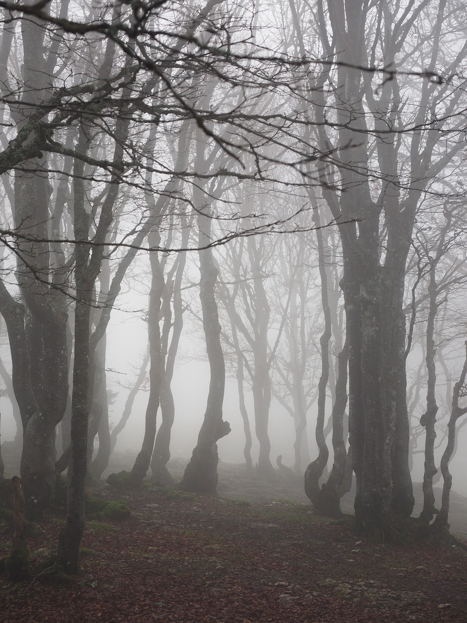 beech wood fog forest free photo