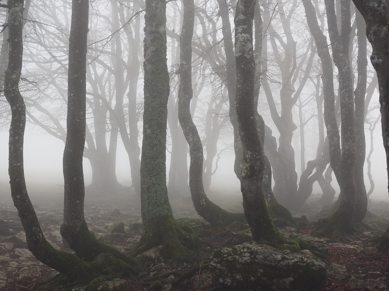 beech wood fog forest free photo