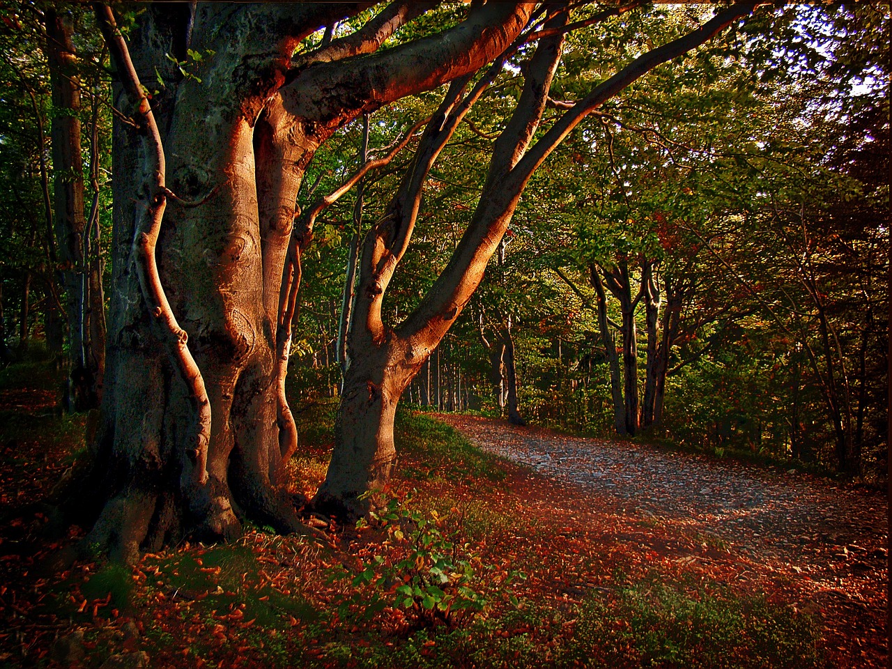 beeches forest leskowiec free photo