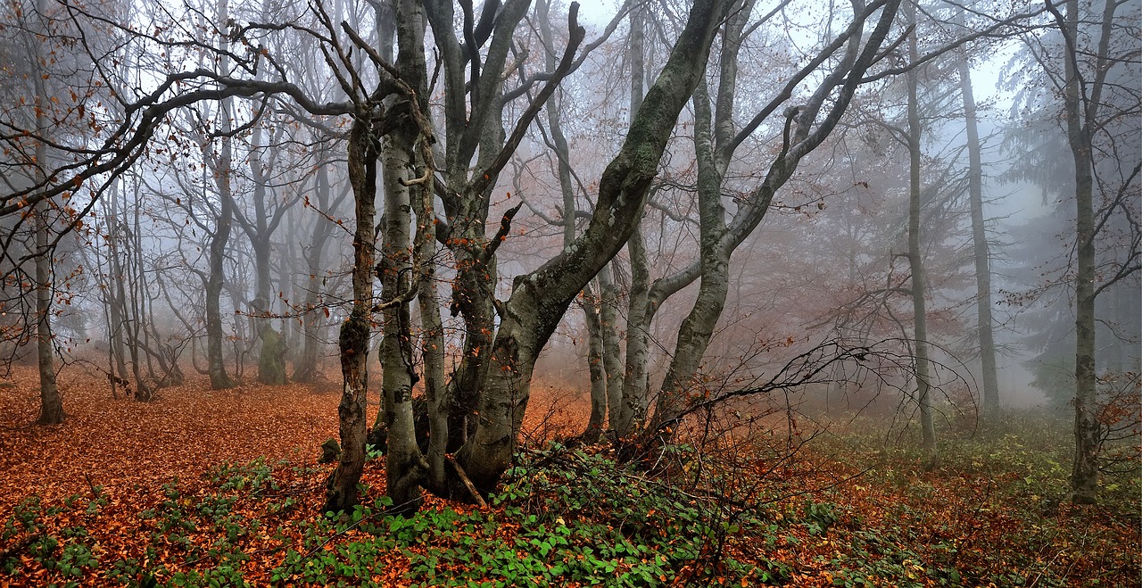 beeches  autumn  foliage free photo