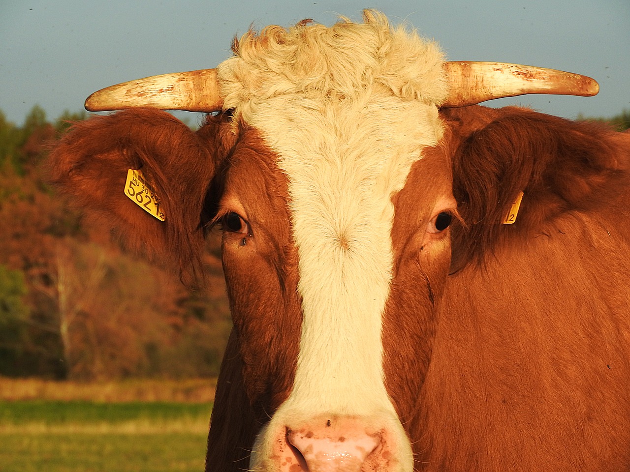 beef simmental cattle livestock free photo