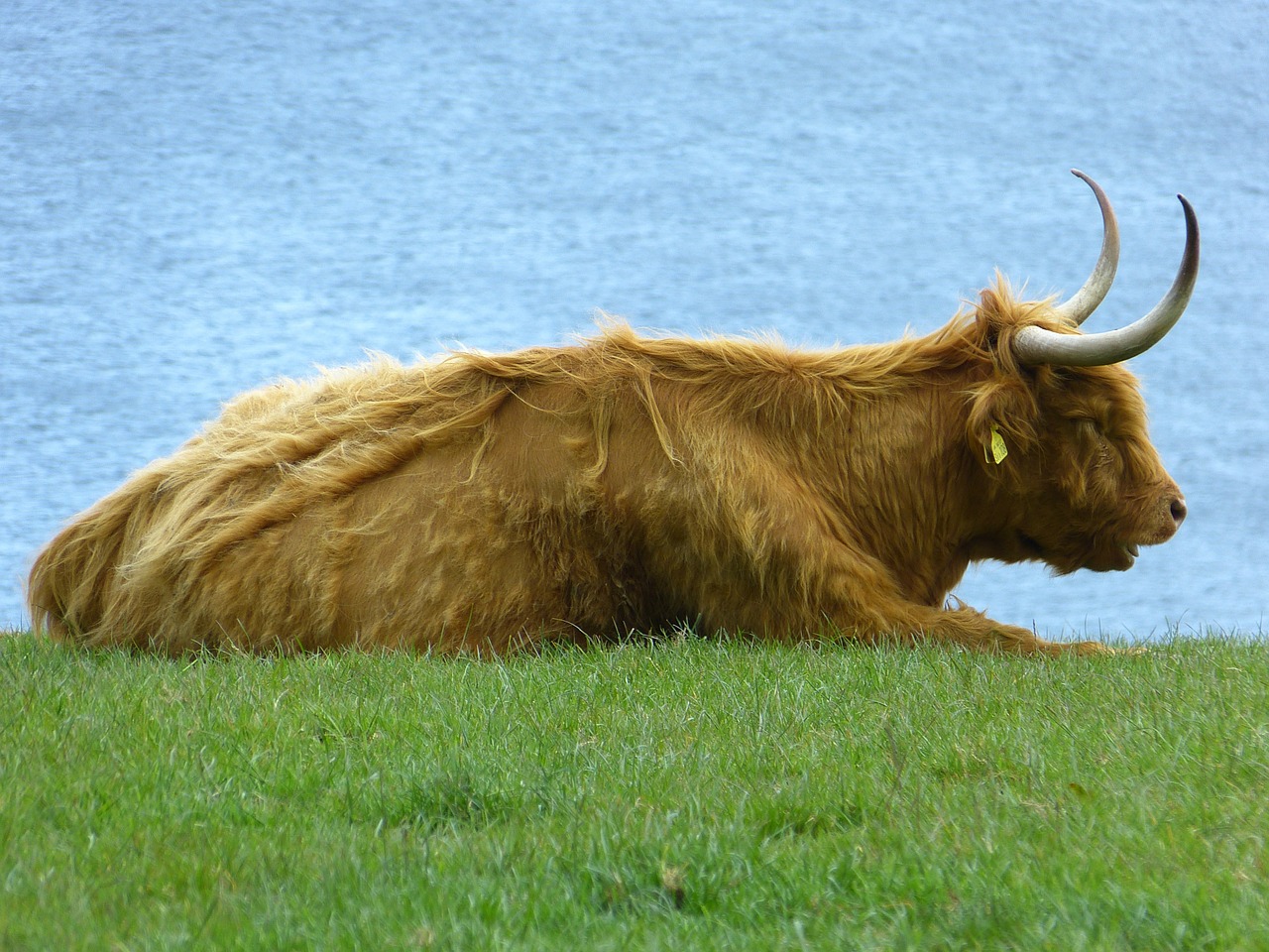 beef scottish highland cow highland cattle free photo