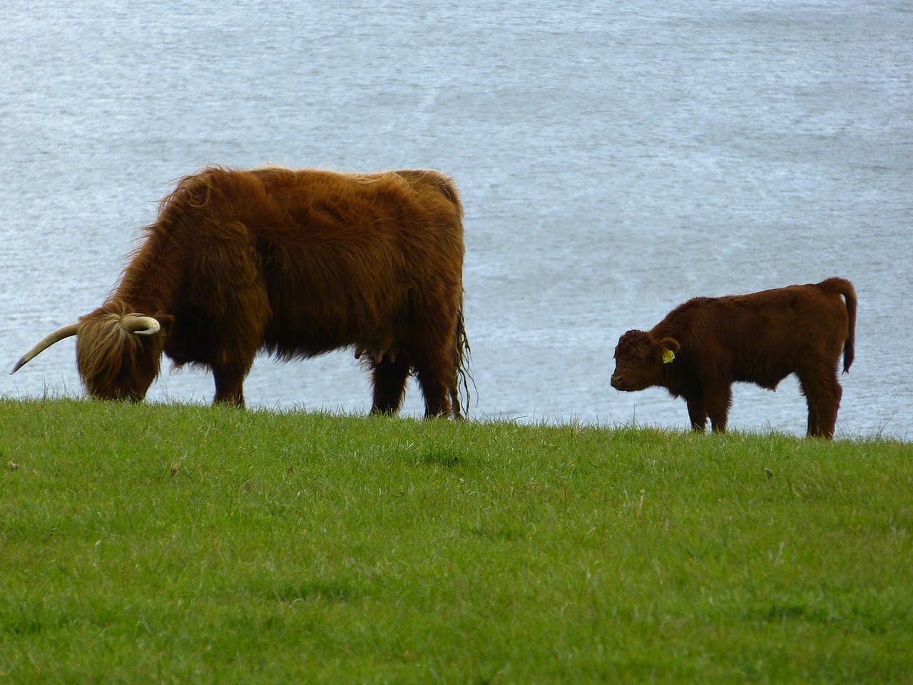 beef scottish highland cow highland cattle free photo