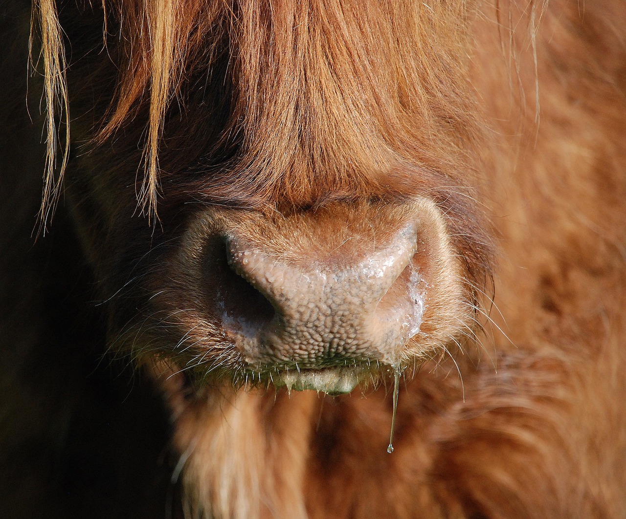 beef cow highlandrind free photo