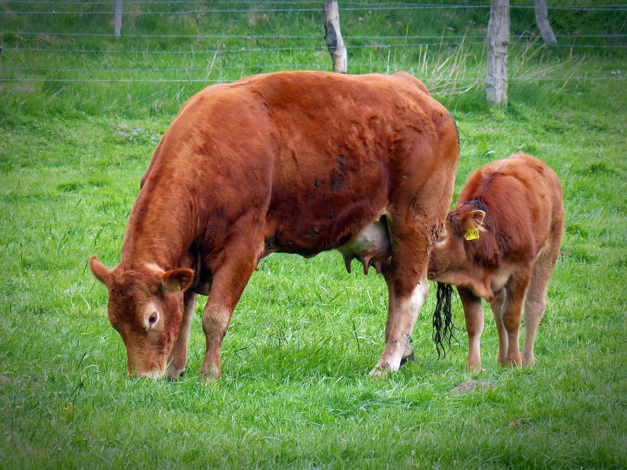 beef pasture livestock free photo