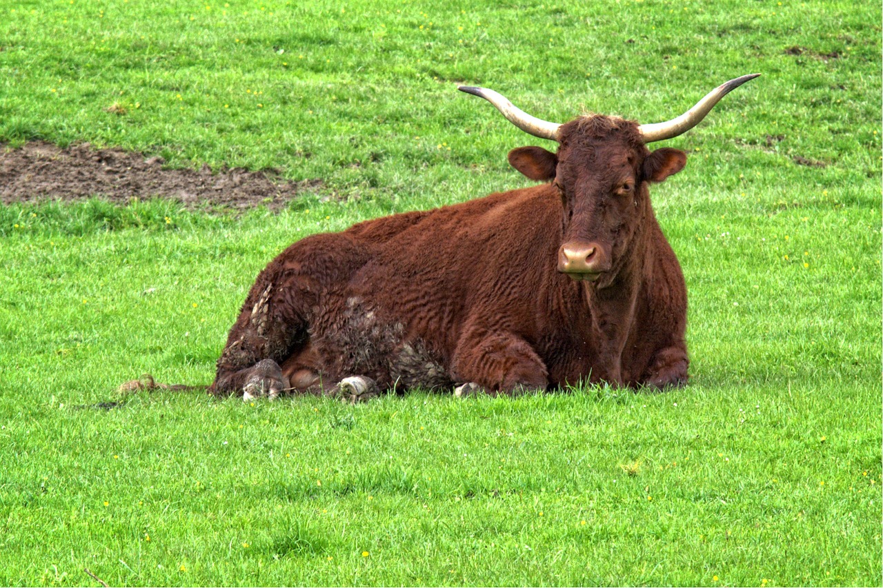 beef livestock horns free photo