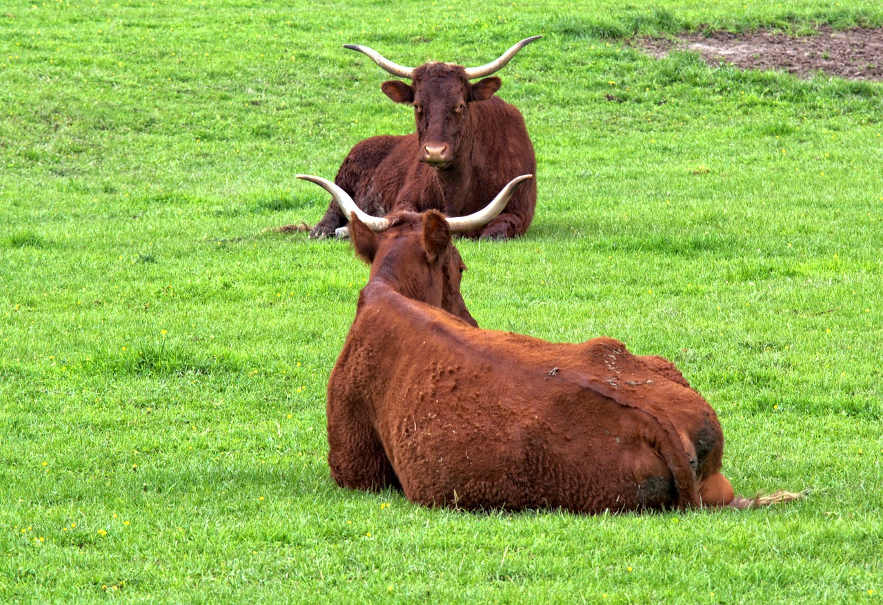 beef livestock horns free photo