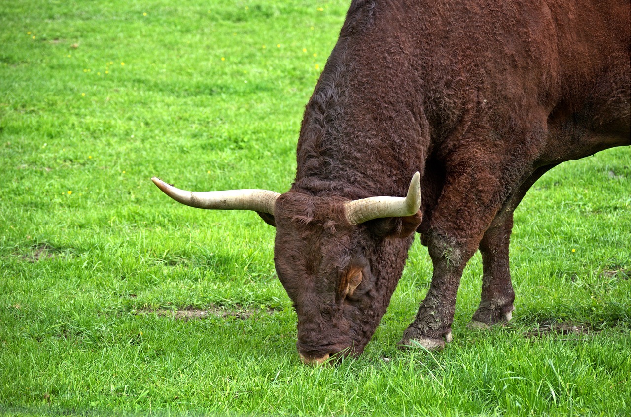 beef livestock horns free photo