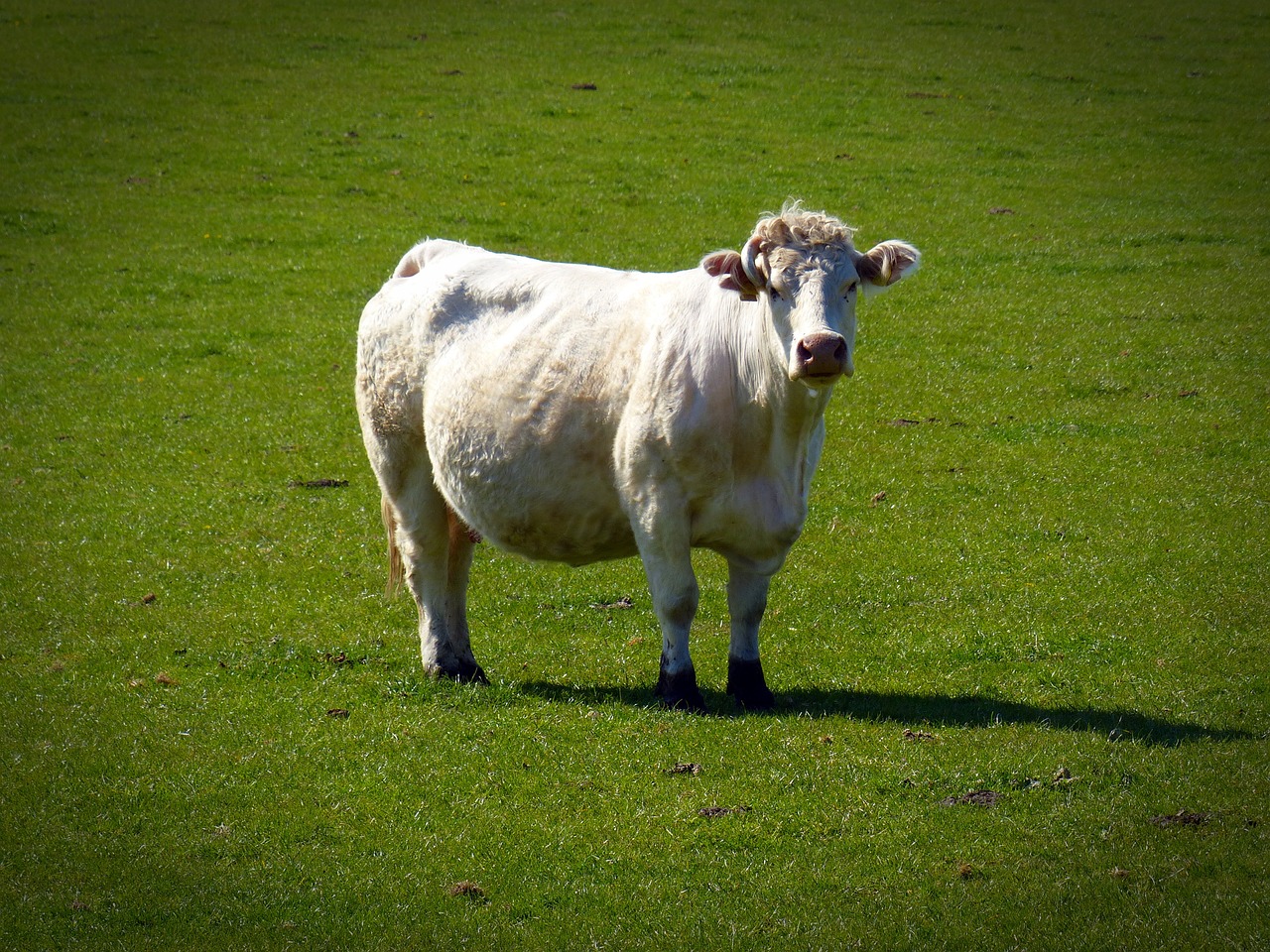 beef cow pasture free photo
