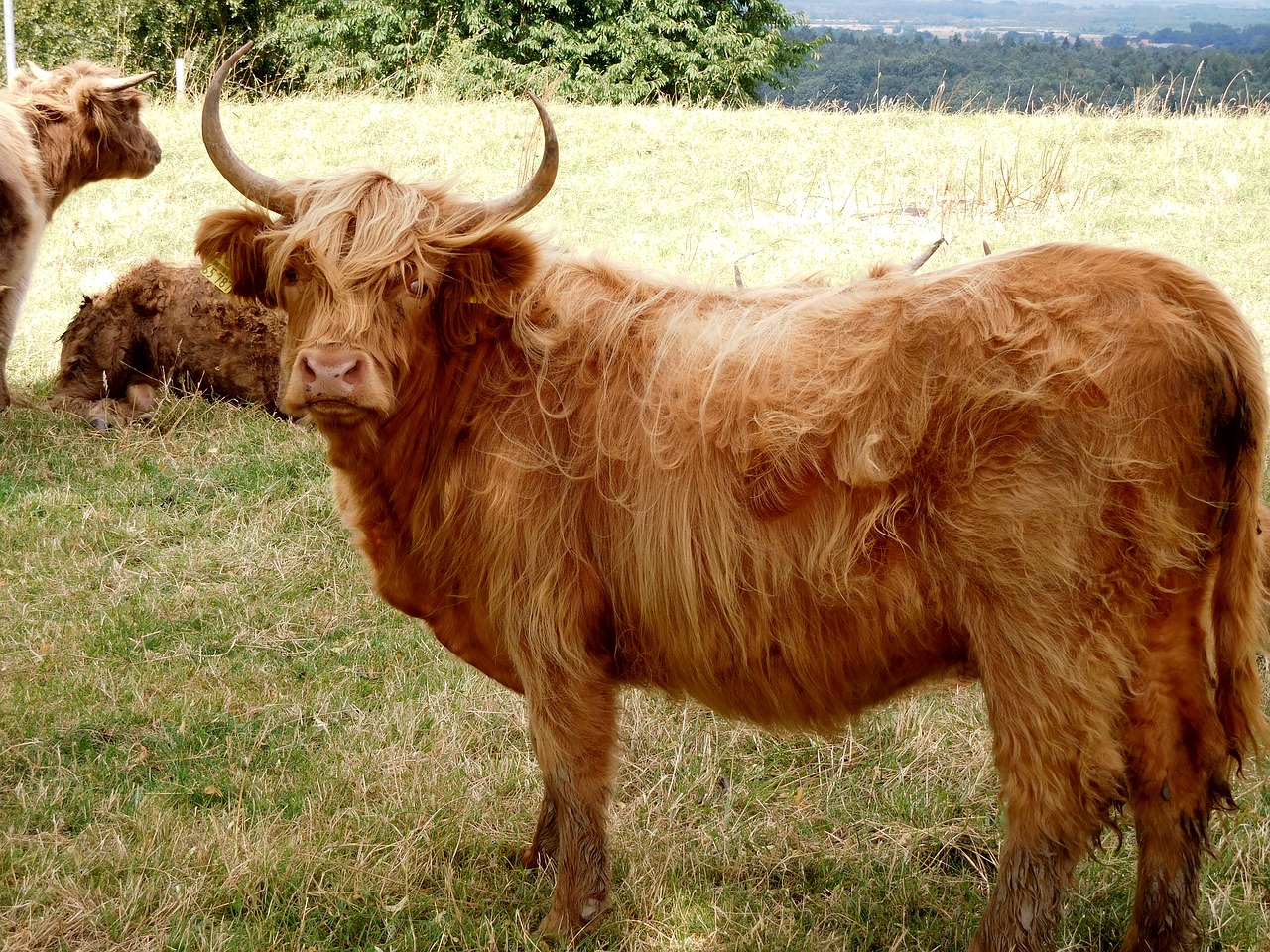 beef pasture cow free photo