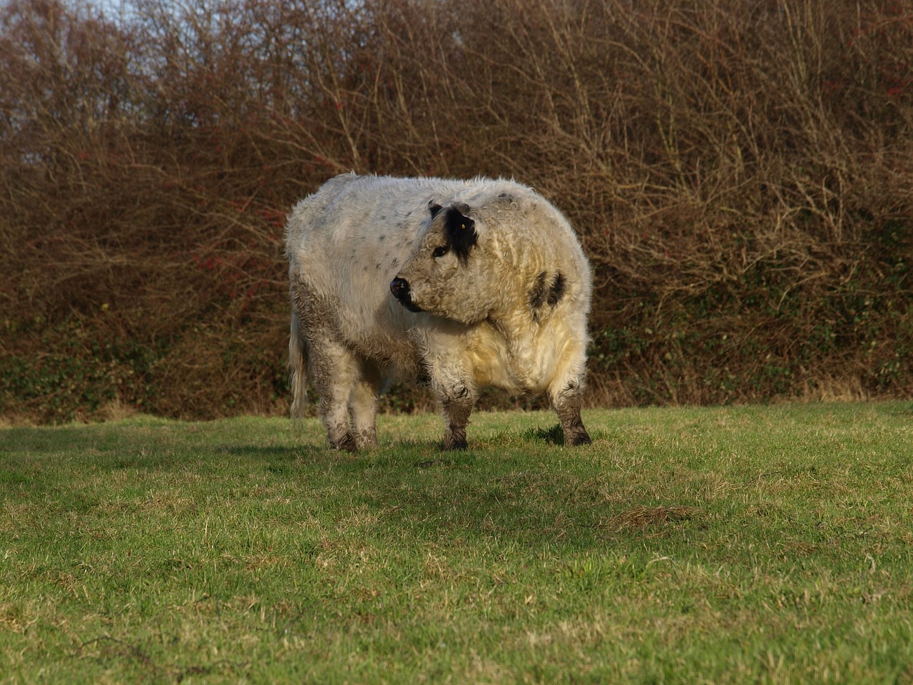 Image result for fluffy cow