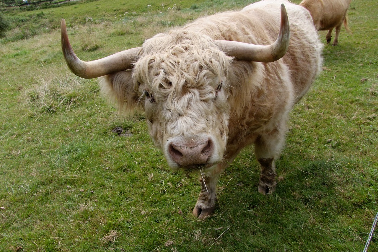 beef cattle highland beef free photo