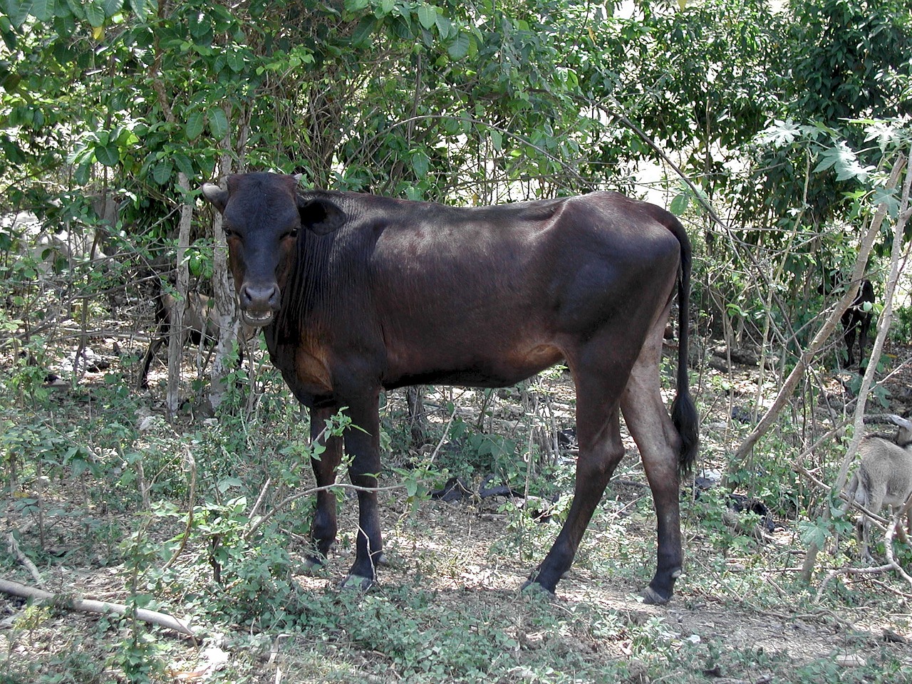 beef animal brown free photo