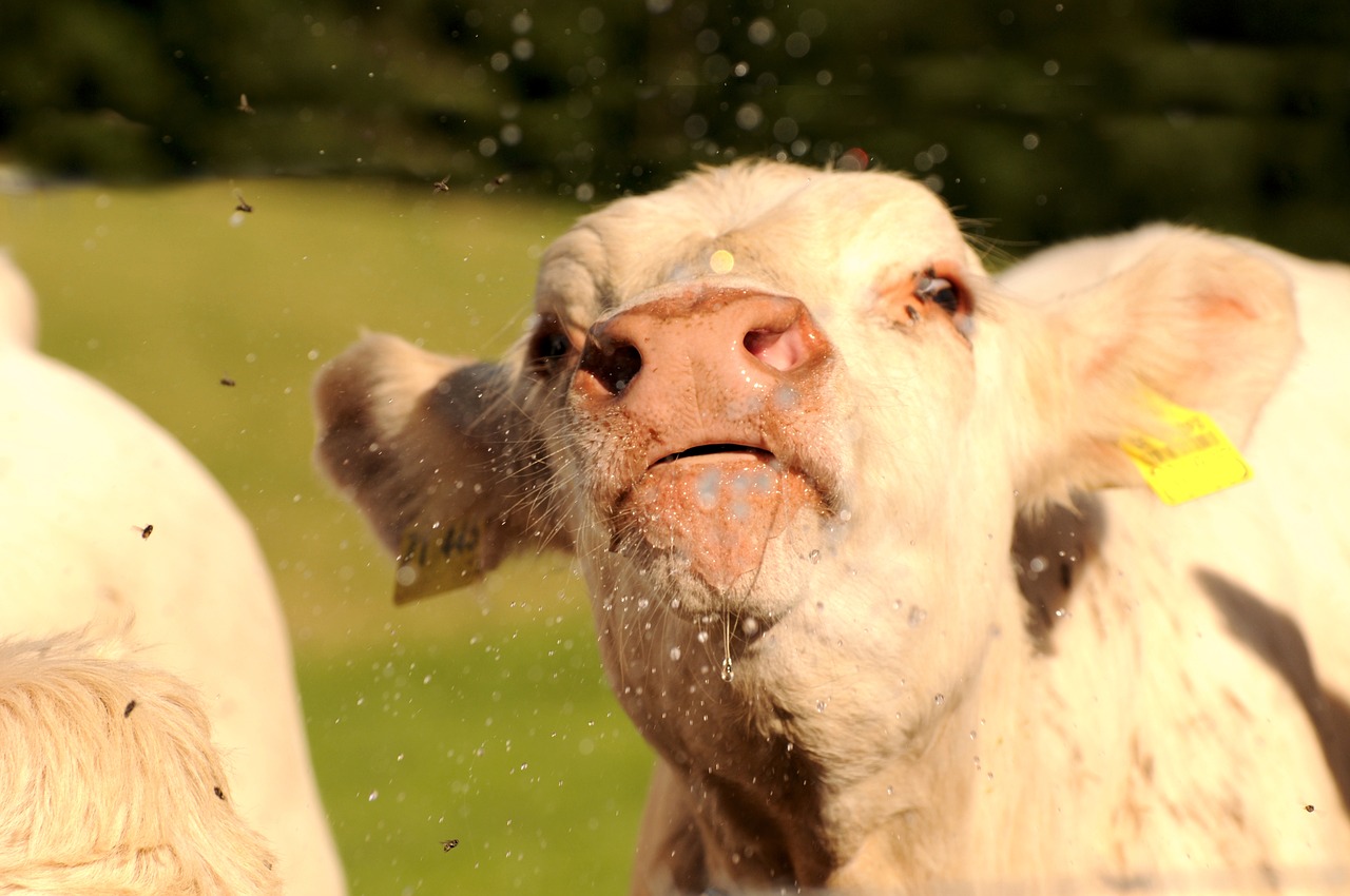 beef white drink free photo